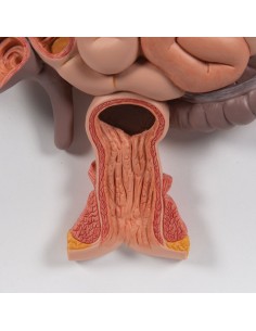 Modello anatomico di Apparato digerente, in 2 parti 3B...