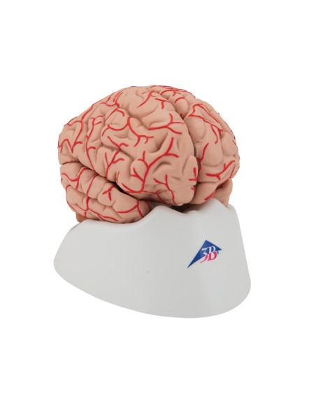3B Scientific, luxury anatomical model of brain, with arteries, decomposable into 9 parts C20