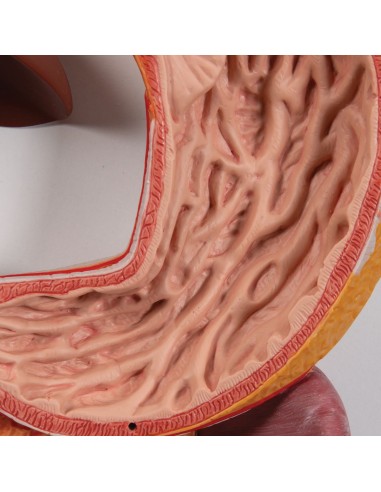 Anatomical model of the digestive system, in 2...
