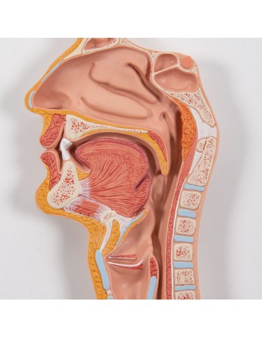 Anatomisches Modell des Verdauungssystems,...