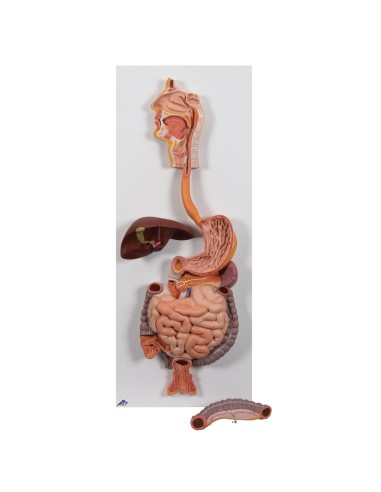 Anatomisches Modell des Verdauungssystems,...