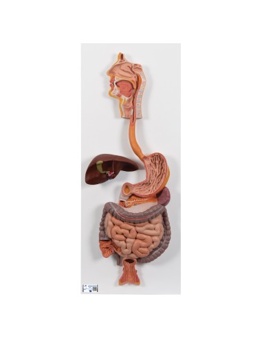 Modello anatomico di stomaco in due parti 3B...