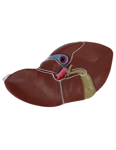 3B Scientific, MICROanatomy, Modello di Fegato K24