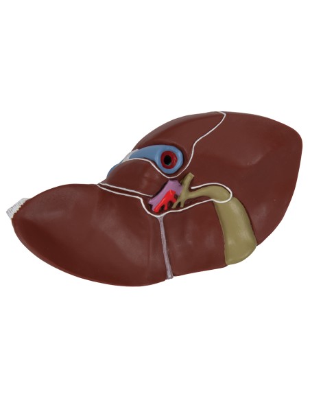3B Scientific K25 Anatomical Model of the Liver with Gallbladder