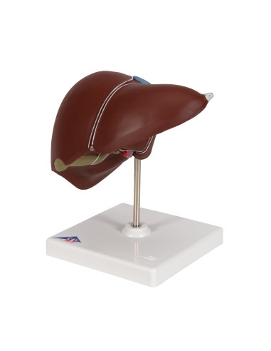 3B Scientific K25 Anatomical Model of the Liver...