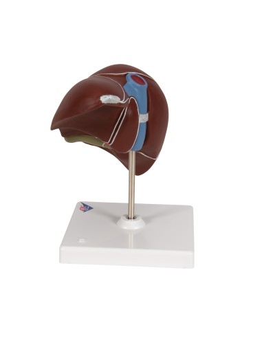 Anatomisches Modell der Leber mit Gallenblase...