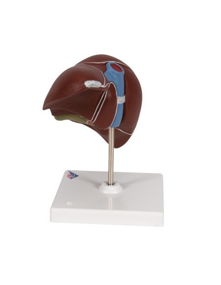 3B Scientific K25 Anatomical Model of the Liver with Gallbladder