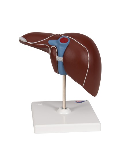 3B Scientific K25 Anatomical Model of the Liver with Gallbladder