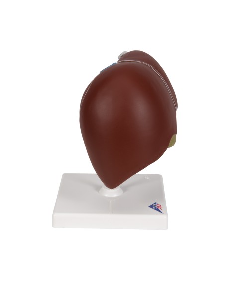 3B Scientific K25 Anatomical Model of the Liver with Gallbladder