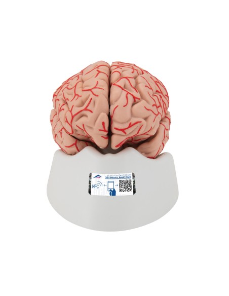 3B Scientific, luxury anatomical model of brain, with arteries, decomposable into 9 parts C20