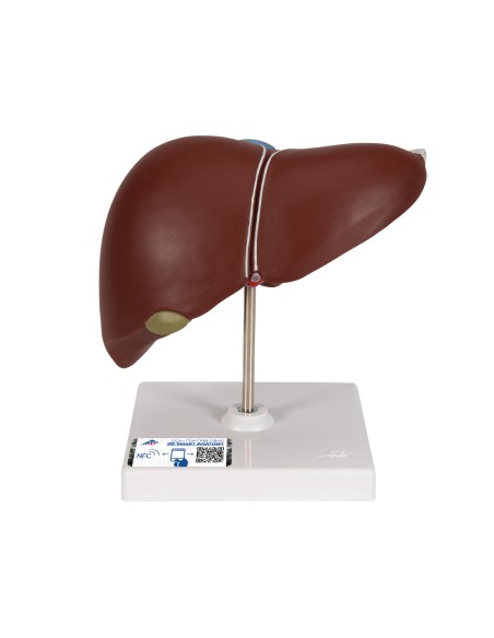 Anatomisches Modell der Leber mit Gallenblase von 3B Scientific K25