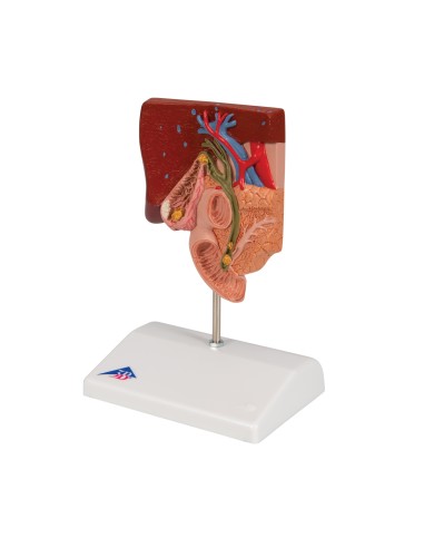 3B Scientific, MICROanatomy, Modello di Fegato K24