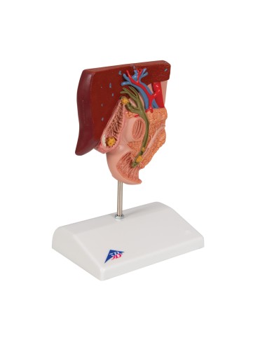 3B Scientific, MICROanatomy, Modello di Fegato K24