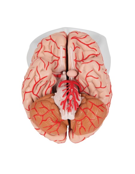 3B Scientific, luxury anatomical model of brain, with arteries, decomposable into 9 parts C20