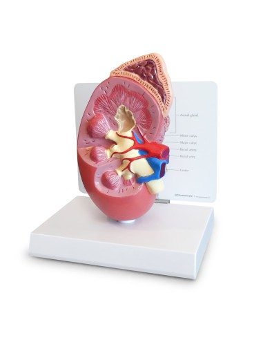 3B Scientific, MICROanatomy, Modello di Fegato K24