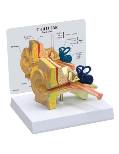 3B Scientific, modello anatomico di orecchio da scrivania, ingrandito 1,5 volte, E12