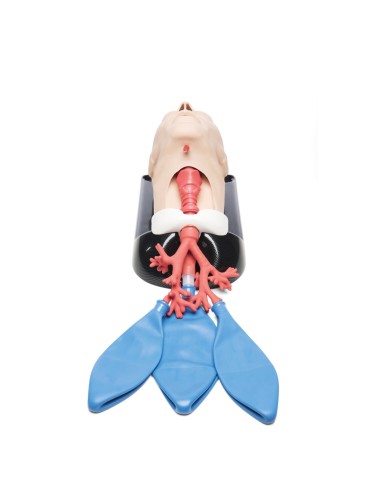 AirSim Bronchi X Combo