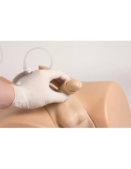 Simulatore di cateterizzazione vescicale femminile - Erler Zimmer 7050