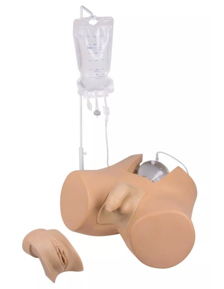 Simulateur de cathétérisme vésical masculin et féminin - Erler Zimmer 7030