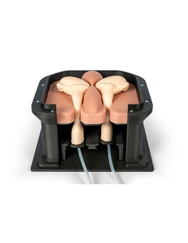 Simulateur chirurgical pour la castration des...