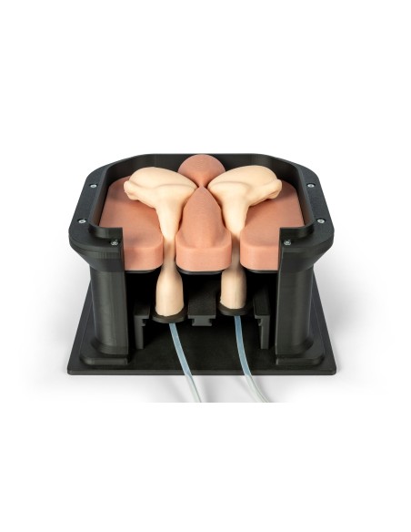 Simulador quirúrgico para la castración equina Erler Zimmer EZ-VET4810