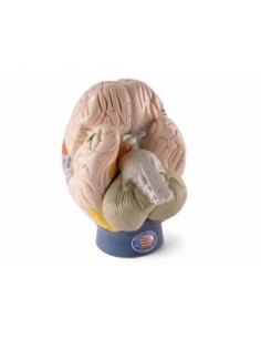 3B Scientifique, modèle des régions du cerveau,...