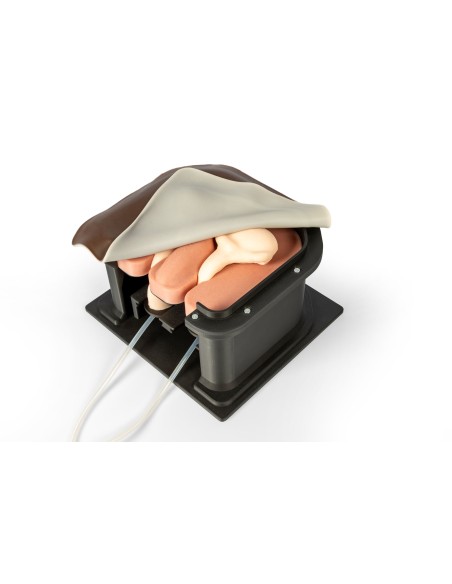 Erler Zimmer EZ-VET4810 Equine Castration Surgical Simulator