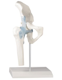 Kit modelli anatomici articolari: spalla, gomito e anca...