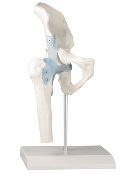 Kit modelli anatomici articolari: spalla, gomito e anca con legamenti Erler Zimmer