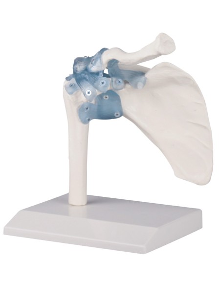 Kit modelli anatomici articolari: spalla, gomito e anca con legamenti Erler Zimmer