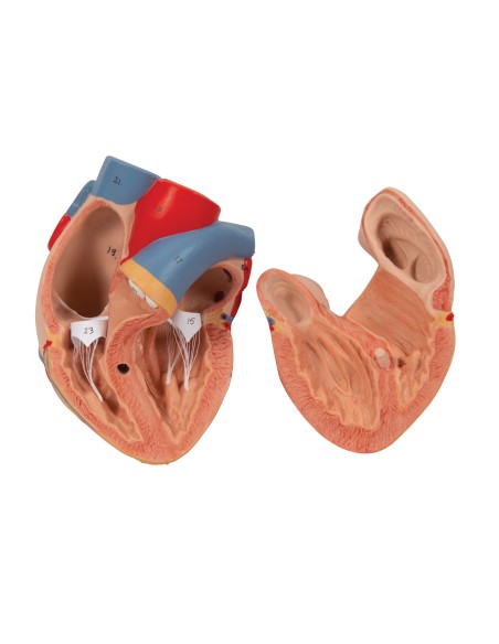 Polmone con laringe, scomponibile in 7 parti 3B Scientific G15