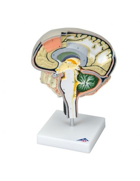 3B Científico, sección cerebral educativa modelo W19026