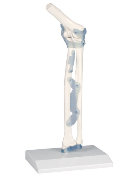 Kit modelli anatomici articolari: spalla, gomito e anca con legamenti Erler Zimmer