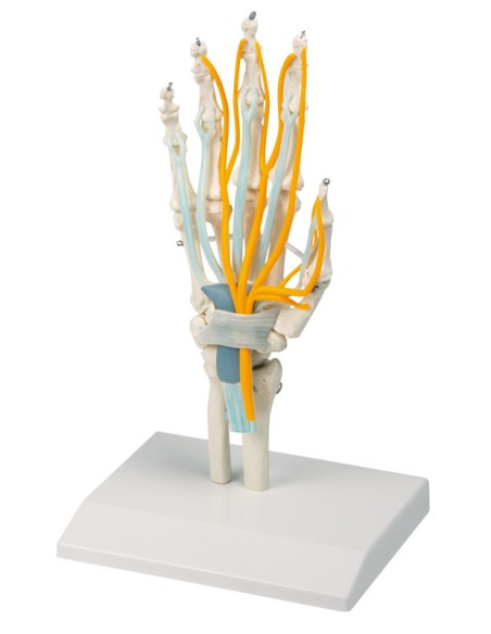 Kit modelli anatomici articolari: spalla, gomito e anca con legamenti Erler Zimmer