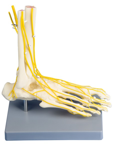 Kit modelli anatomici articolari: spalla, gomito e anca con legamenti Erler Zimmer