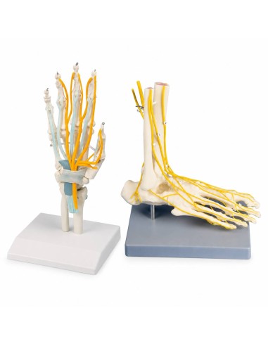 Kit modelli anatomici articolari: spalla,...