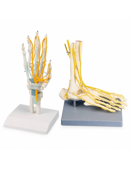 Kit modelli anatomici articolari: spalla, gomito e anca con legamenti Erler Zimmer
