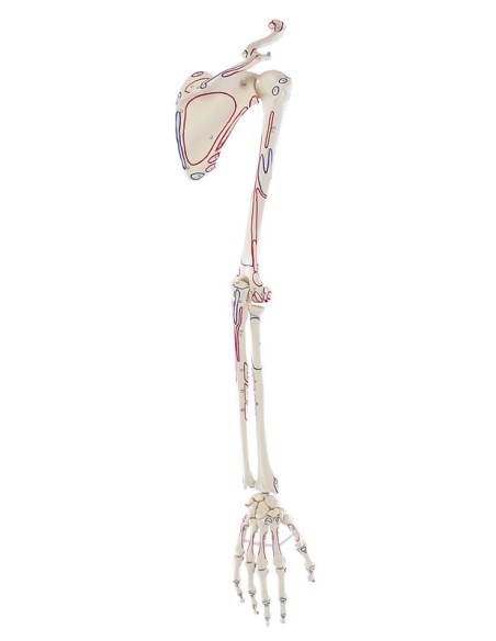 Kit modelli anatomici articolari: spalla, gomito e anca con legamenti Erler Zimmer