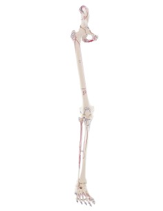 Kit modelli anatomici articolari: spalla, gomito e anca... 2