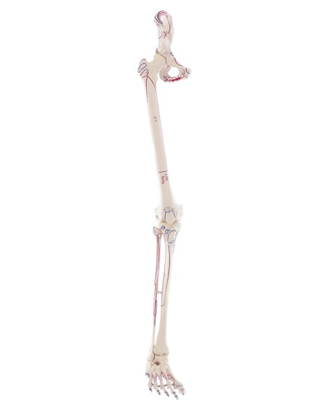 Kit scheletro braccio e gamba con marcature muscolari Erler Zimmer