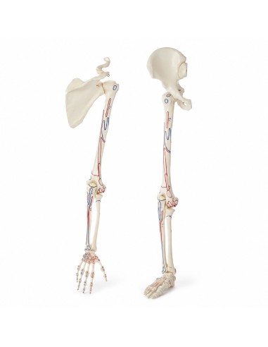 Kit modelli anatomici articolari: spalla,...