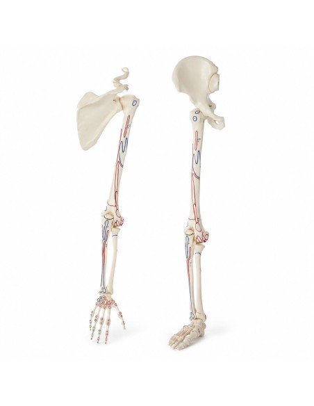 Kit modelli anatomici articolari: spalla, gomito e anca con legamenti Erler Zimmer