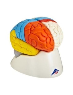 3B Scientific, functional model of human brain,...