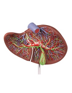 Erler Zimmer, modello anatomico di fegato ingrandito 1,5...