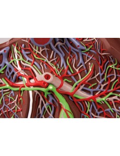 Erler Zimmer, modello anatomico di fegato ingrandito 1,5... 2