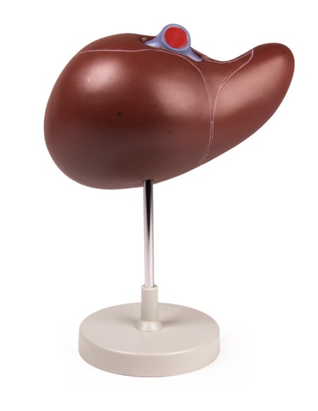 Erler Zimmer, modèle anatomique de foie agrandi 1,5 fois K108