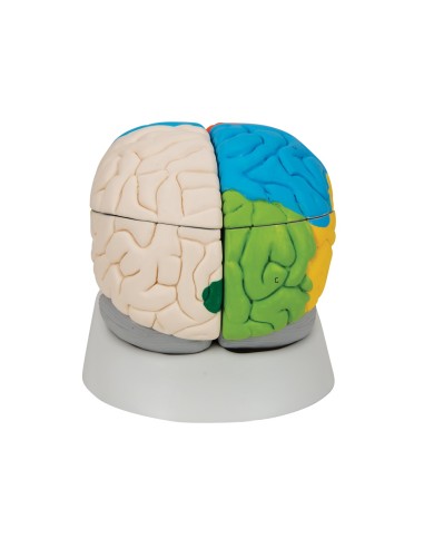 3B Scientific, modello funzionale di cervello...