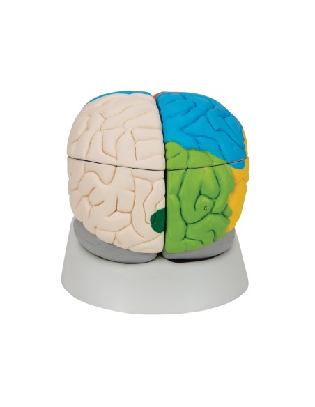 3B Scientific, modello funzionale di cervello umano, scomponibile in 8 parti, C22