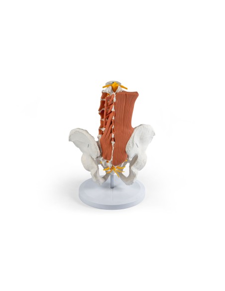 Erler Zimmer, modello anatomico di scheletro del bacino femminile a montaggio elastico 4054G