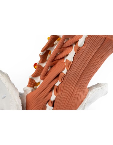 Erler Zimmer, modello anatomico di scheletro...